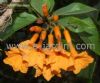 Cordia sebestena / c�rdia-de-flores-laranjas